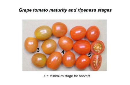 Grape Tomato Maturity & Ripeness